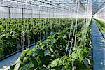 A shot of cucumber plants growing inside a greenhouse