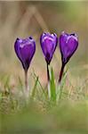 Blossoms of Domestic Crocus (Crocus vernus), Bavaria, Germany