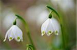 Close-up of Spring Snowflake (Leucojum Vernum) Blossoms in Forest in Spring, Upper Palatinate, Bavaria, Germany