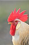 Close-up Portrait of Rooster in Spring, Bavaria, Germany