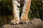 Close-up of Siberian Tiger (Panthera tigris altaica) Paws, Bavaria, Germany