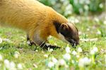 Yellow-throated Marten (Martes flavigula) in Flowering Meadow, Bavaria, Germany