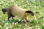 Yellow-throated Marten (Martes flavigula) in Flowering Meadow, Bavaria, Germany