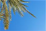 Close-up of Date Palm Branch against Blue Sky, Siwa Oasis, Matruh, Libyan Desert, Sahara Desert, Egypt, North Africa, Africa