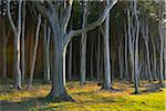 Coastal Beech Forest, Nienhagen, Bad Doberan, Baltic Sea, Western Pomerania, Germany