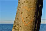 Heart on Beech Tree, Nienhagen, Bad Doberan, Baltic Sea, Western Pomerania, Germany