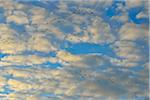 Common Cranes (Grus grus) in Formation Flight against Cloudy, Blue Sky, Zingst, Barther Bodden, Darss, Fischland-Darss-Zingst, Western Pomerania, Germany, Europe