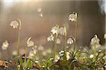 Spring Snowflake (Leucojum vernum) Blossoms in Forest on Sunny Evening in Spring, Upper Palatinate, Bavaria, Germany