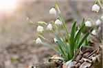 Close-up of Spring Snowflake (Leucojum vernum) Blossoms in Forest in Spring, Upper Palatinate, Bavaria, Germany