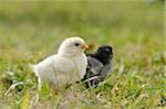 Close-up of Chicks (Gallus gallus domesticus) in Meadow in Spring, Upper Palatinate, Bavaria, Germany