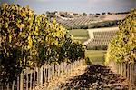 Grapevines in field, Siena, Valle Orcia, Tuscany, Italy