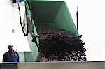 Worker watching as grapes are poured from container