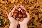 Close up of female hands in autumn park holding conkers