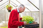 Senior man tending to plants in greenhouse