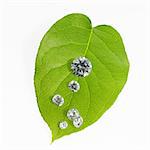 A leaf with vein pattern with small glass reflective objects, or gems, gem cut sparkling.