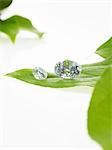 A single leaf with veins, and small clear glass beads or objects, with facets which reflect light.