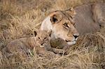 African lion and cub, Duba Plains, Botswana