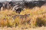 African lion and buffalo, Botswana
