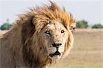 African lion male, Botswana