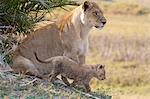 African lion and cub, Duba Plains, Botswana