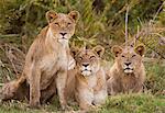 African lions, Botswana