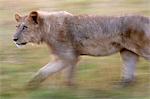 African lion, Botswana