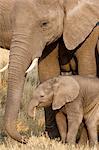 African elephant and calf, Okavango Delta, Botswana