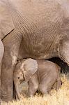 African elephant and calf, Okavango Delta, Botswana