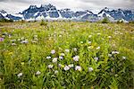 Wildflowers, Jasper National Park, Alberta, Canada