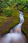 Alpine Stream, a time lapse effect, Jasper National Park, Alberta, Canada