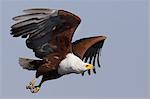 African fish eagles, Chobe National Park, Botswana