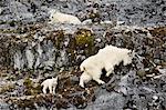 Mountain goats and kid, Glacier Bay National Park and Preserve, Alaska