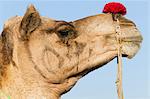 Profile of a camel at the Pushkar Fair, Rajasthan, India
