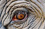 Elephant eye, Bandhavgarh National Park, India