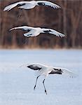 Japanese cranes, Hokkaido, Japan