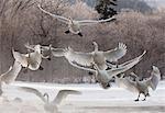 Whooper swans, Hokkaido, Japan