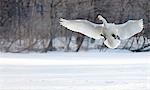 Cygnus cygnus, Whooper swans, on a frozen lake in Hokkaido.