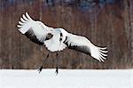 Japanese crane, Hokkaido, Japan