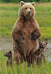 Brown bear sow and cubs, Lake Clark National Park, Alaska, USA
