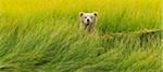 Brown bear cub, Lake Clark National Park, Alaska, USA
