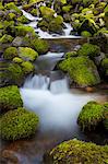 Rainforest stream, Olympic National Park, Washington