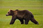 Brown bears, Katmai National Park, Alaska, USA