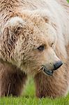 Brown bears, Katmai National Park, Alaska, USA