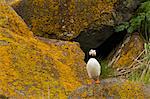 Horned puffin, Katmai National Park, Alaska, USA