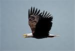 Bald eagle flying in the air, Katmai National Park, Alaska, USA.