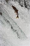 Salmon swimming upstream, Katmai National Park, Alaska, USA