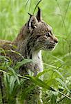 Canada Lynx, Katmai National Park, Alaska, USA