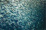 A school of Pacific Sardines fish, in a shoal, moving in the same direction at the Monterey Bay Aquarium.