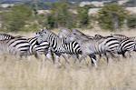 Grant's zebras, Kenya