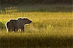 Brown bear, Lake Clark National Park, Alaska, USA